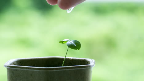 Pouring-droplets-of-water-on-a-tiny-potted-seedling-at-a-backyard-urban-garden-in-Bangkok,-Thailand