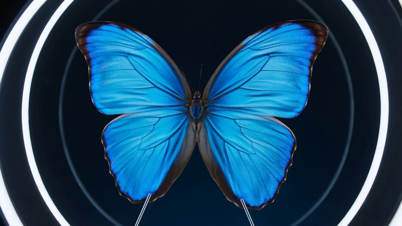 Farfalla blu a riposo, in un motivo di luce circolare su sfondo scuro, da una prospettiva frontale neutra, con accenti blu e neri