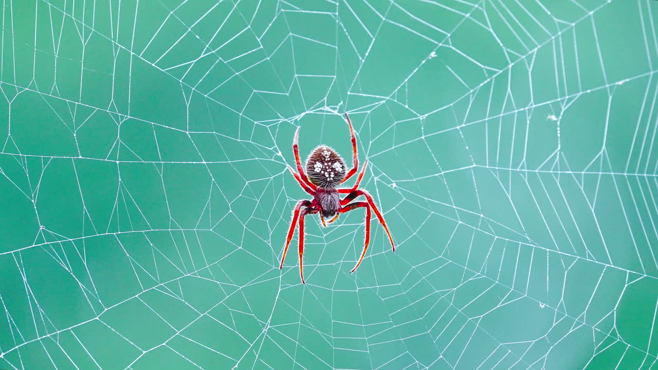 Red Orb Weaver Spider in Web