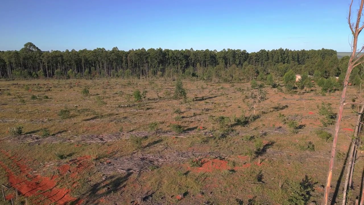 Rydet eukalyptusplantageområde med regenererende vegetation nær Núcleo Rural Rio Preto, Planaltina, Distrito Federal, Brasilien, der viser forvaltet skovlandskab i Cerrado-biomet, parallakseoptagelse.