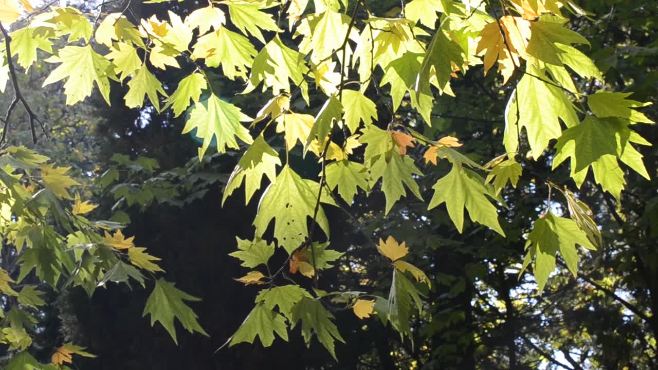 Syksyn lehdet aurinkoisen sinisen taivaan alla.
