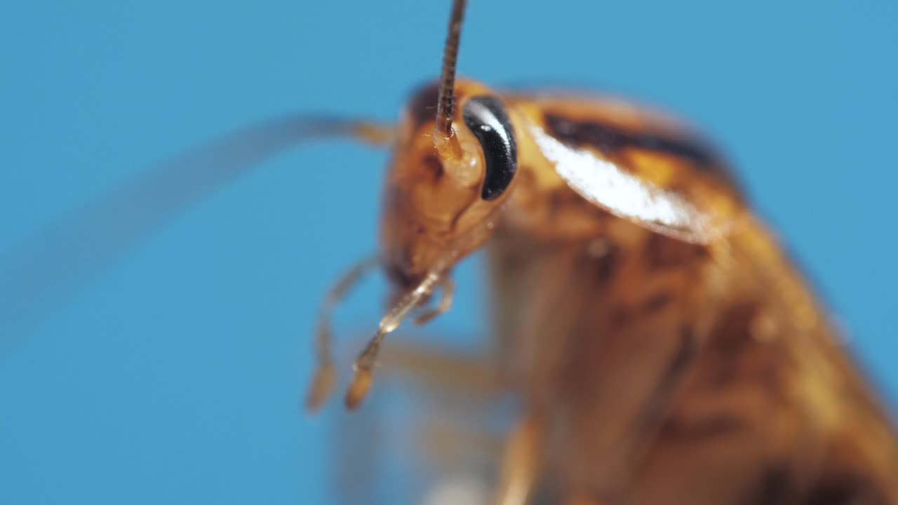 vista macro de cucaracha marrón moviendo sus patas y antenas sobre fondo azul