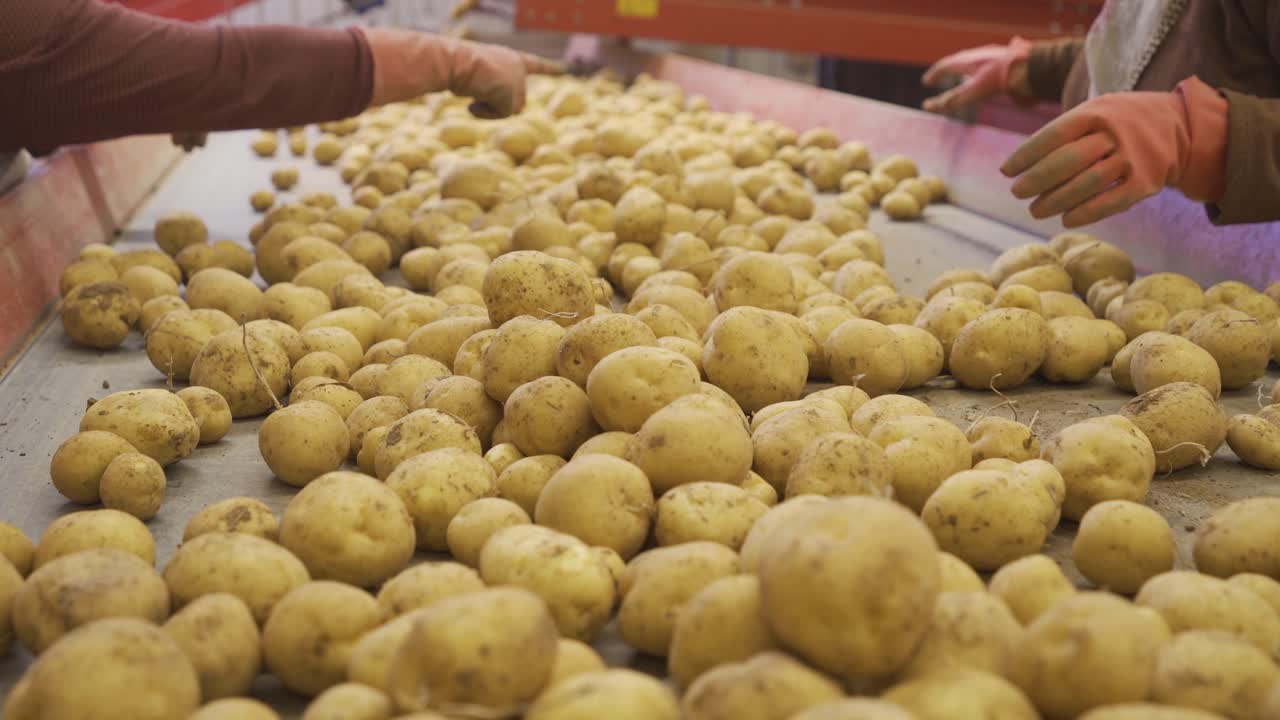 las manos de un trabajador clasificando patatas en una cinta transportadora en movimiento.