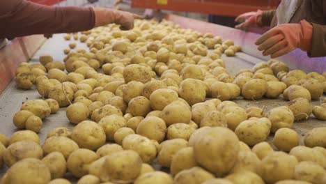 Hands-of-worker-sorting-potatoes-on-moving-conveyor-belt.