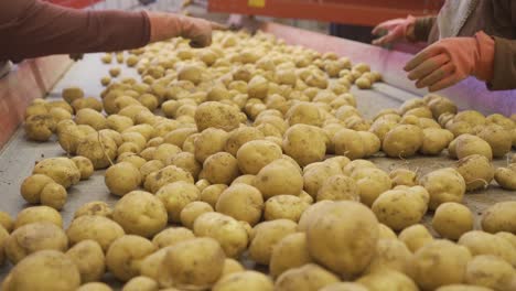 hands of worker sorting potatoes on moving conveyor belt.