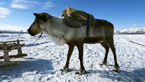 Beautiful-reindeer-against-a-background-of-blue-sky-and-winter-field