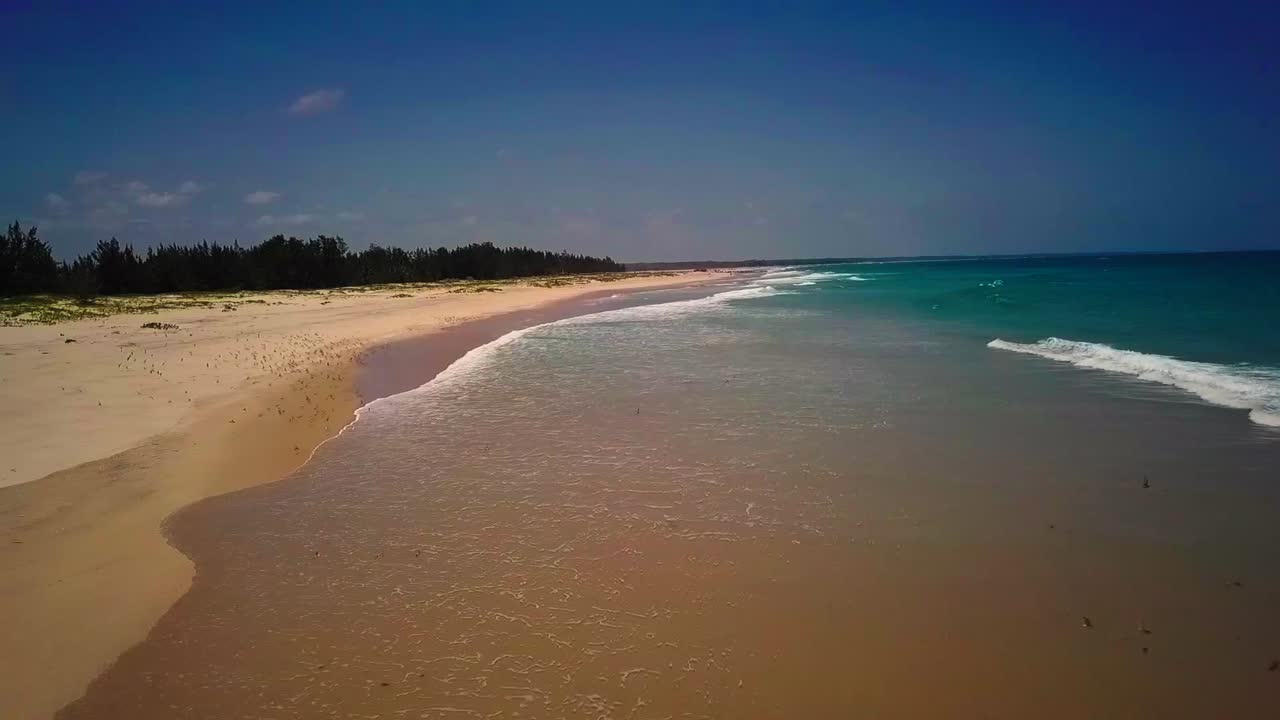 aerea mosca playa cielo aves
