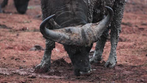 cape buffalo covered with mud in aberdare national park, kenya, east africa