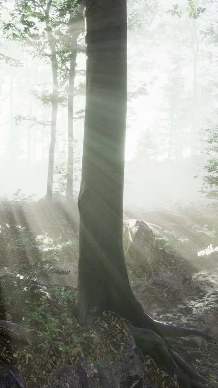 Sunlight beams dance through a serene forest with misty trees
