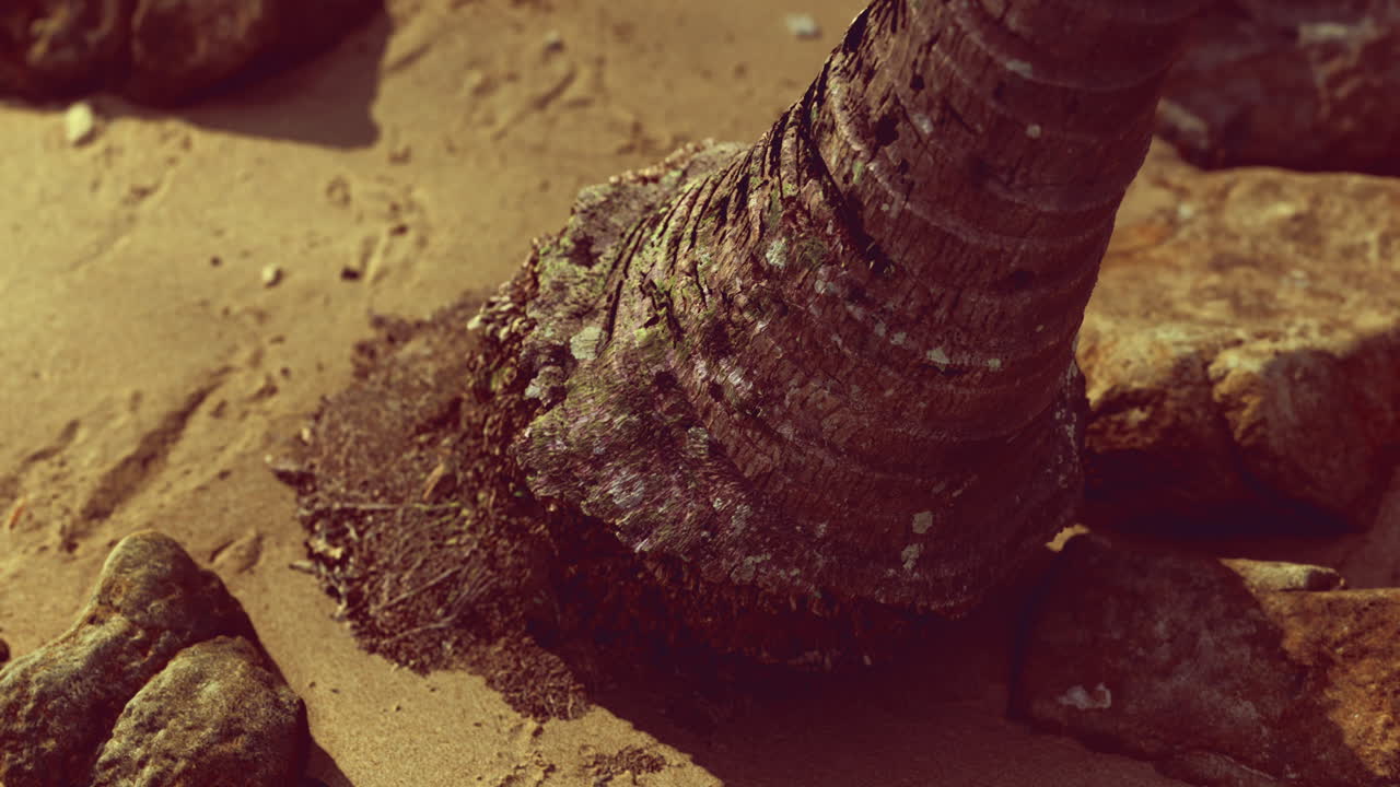 Setting sun highlights a palm tree trunk beside rocks on sandy beach