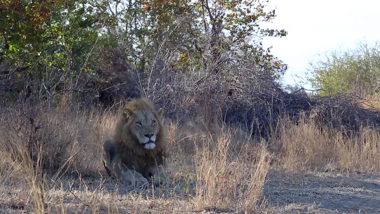 Inquadratura media ampia di un leone maschio seduto nella natura selvaggia in una giornata ventosa.