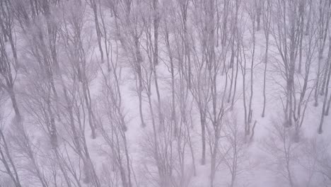 Mirando-Hacia-El-Bosque-Nevado-Con-Muchos-árboles-Estériles