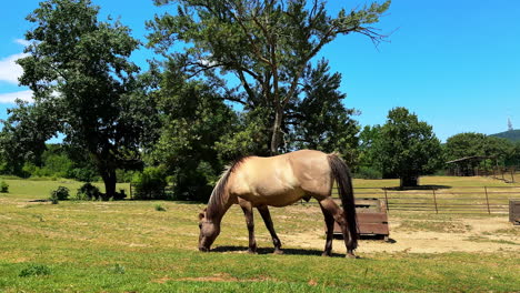 horse in sunny meadow edge. a brown horse calmly grazes on fresh grass in a sunny meadow surrounded by trees and open fields on a clear day