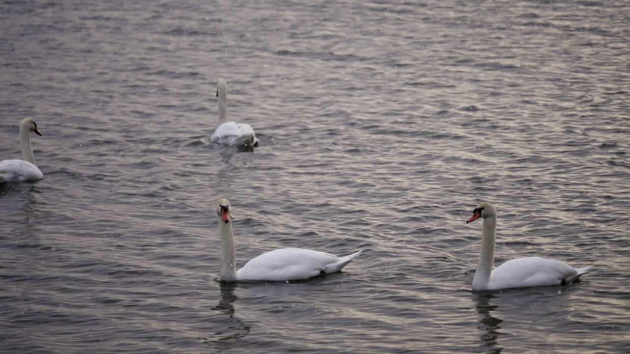 slow motion shot of adult swans floating on top of pond in winter as snow falls