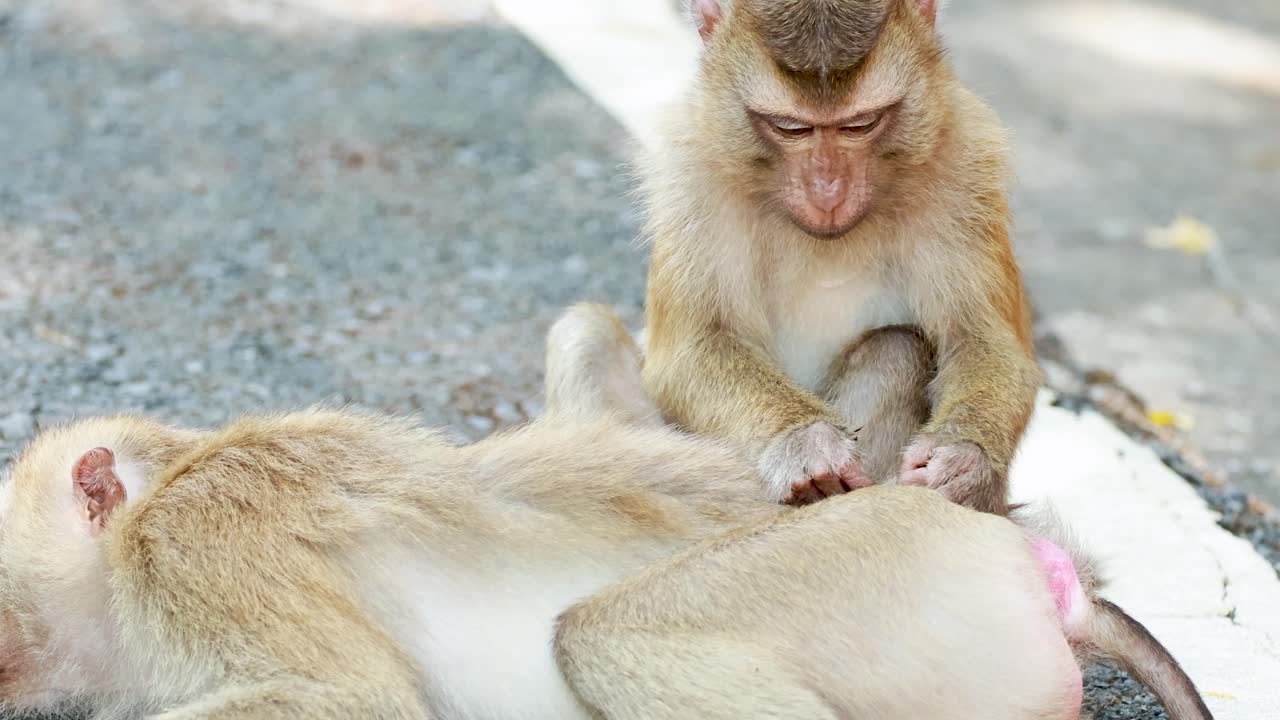 Two southern pig-tailed macaques engage in grooming on a sunlit path in Phuket, Thailand, showcasing social behavior