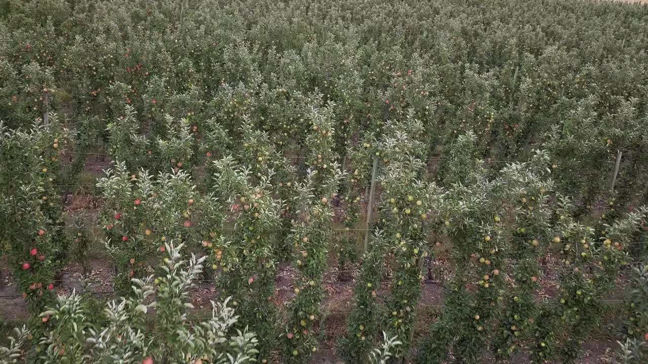 las manzanas maduran en los árboles en filas ordenadas en el huerto del valle agrícola