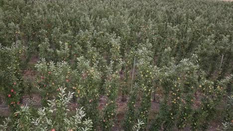 Apples-ripen-on-trees-in-tidy-rows-in-agricultural-valley-orchard