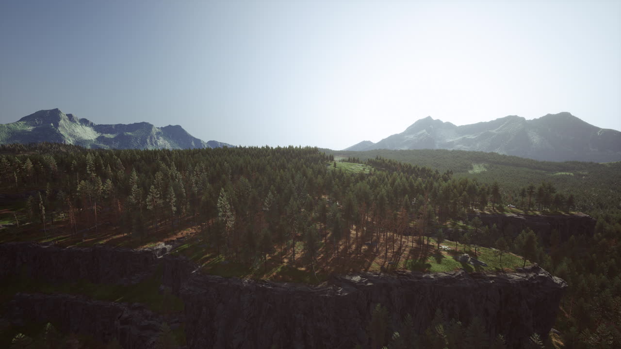 bosque de abeto en un día de niebla