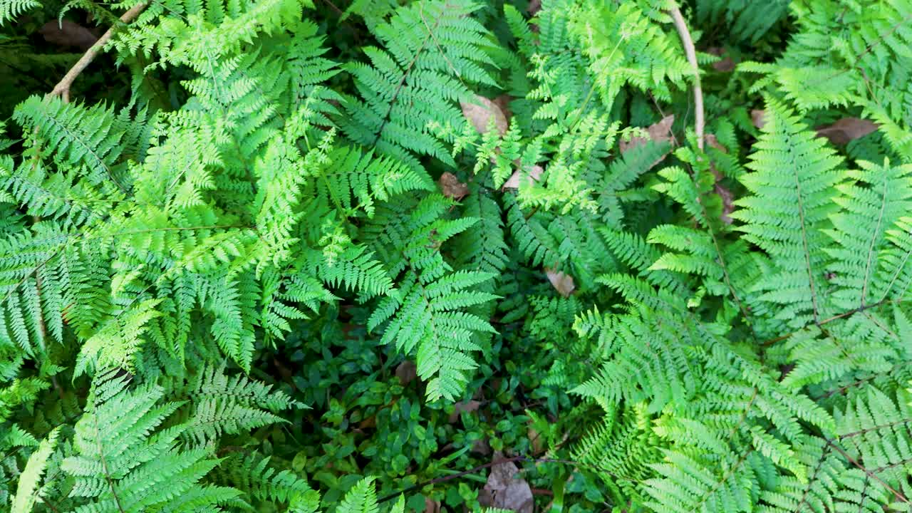 Vibrant green ferns fill the frame, showcasing dense foliage in a natural setting with soft, even lighting