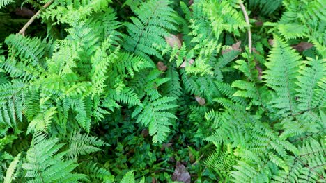 vibrant green ferns fill the frame, showcasing dense foliage in a natural setting with soft, even lighting