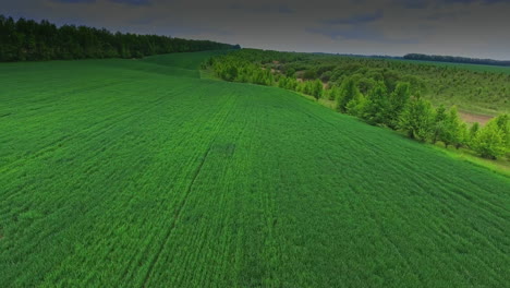 fantastic lush greenery of farmlands and woods in summer. couple holding by hands and running by the field. top view.