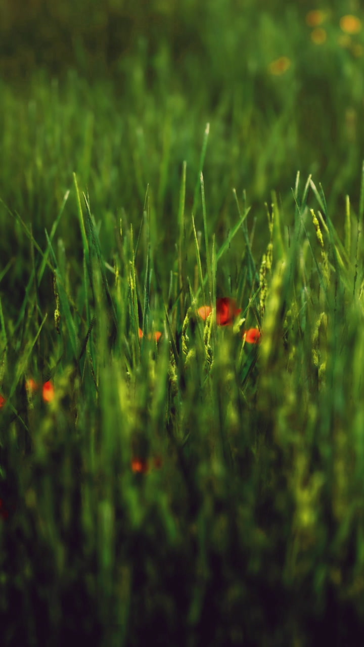 Field of tall grass with wildflowers in bloom during sunny day