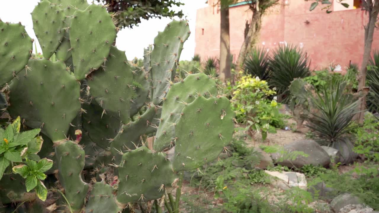 Slow-motion footage of a cactus gently swaying in the breeze, captured on the historic Gorée Island in Senegal.