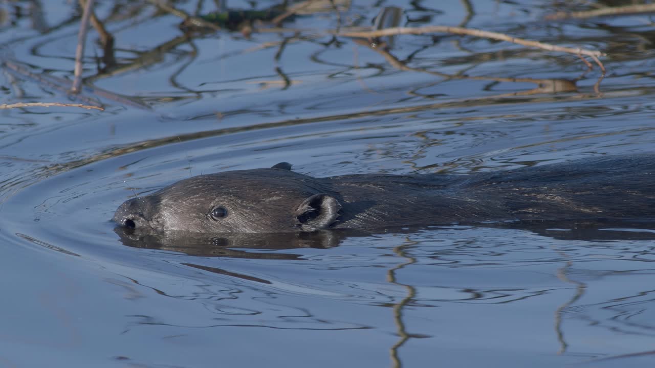 castor salvaje nadando en el lago y haciendo salpicaduras