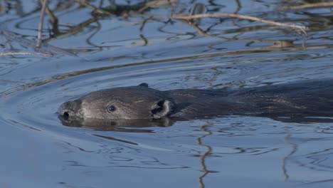 Wild-beaver-swimming-in-lake-and-making-splashes