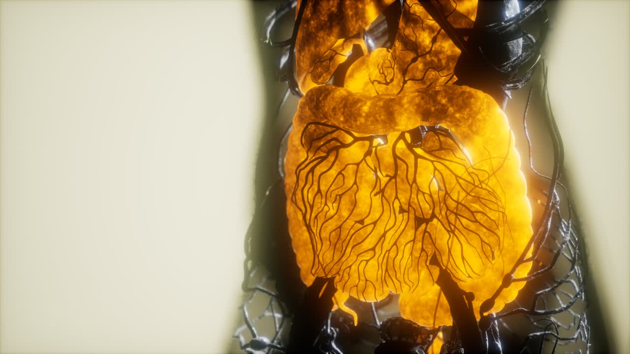 resonancia magnética de contraste de los órganos del cuerpo humano