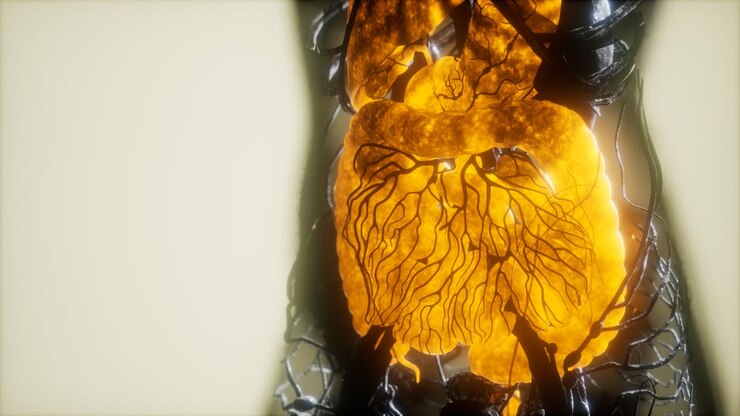 Contrast MRI of the human body organs