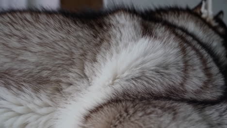 close-up of husky fur