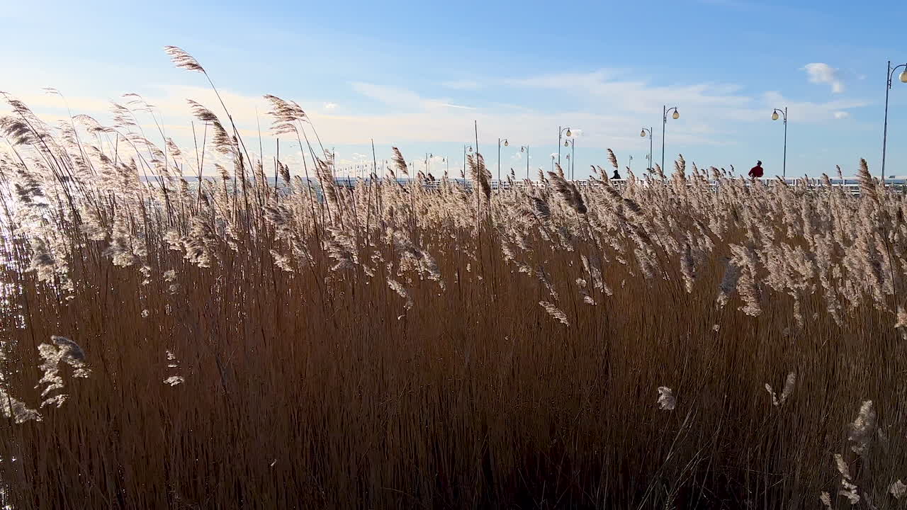 주라타 의 부두 근처 의 해변 에 있는 건조 한 풀