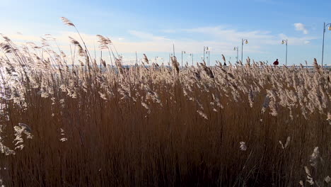 Trockenes-Gras-Am-Meer-In-Der-Nähe-Des-Piers-In-Jurata