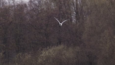 a tracking shot of a flying black-headed gull in the netherlands