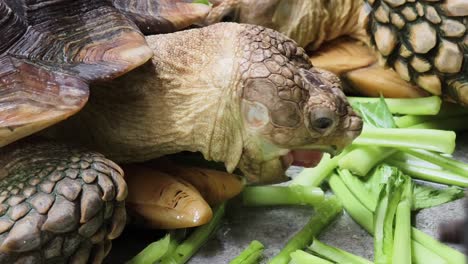 giant tortoise eating vegetables