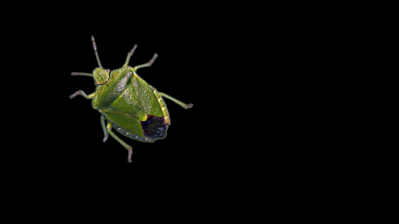 Green stink bug, black background, chroma key