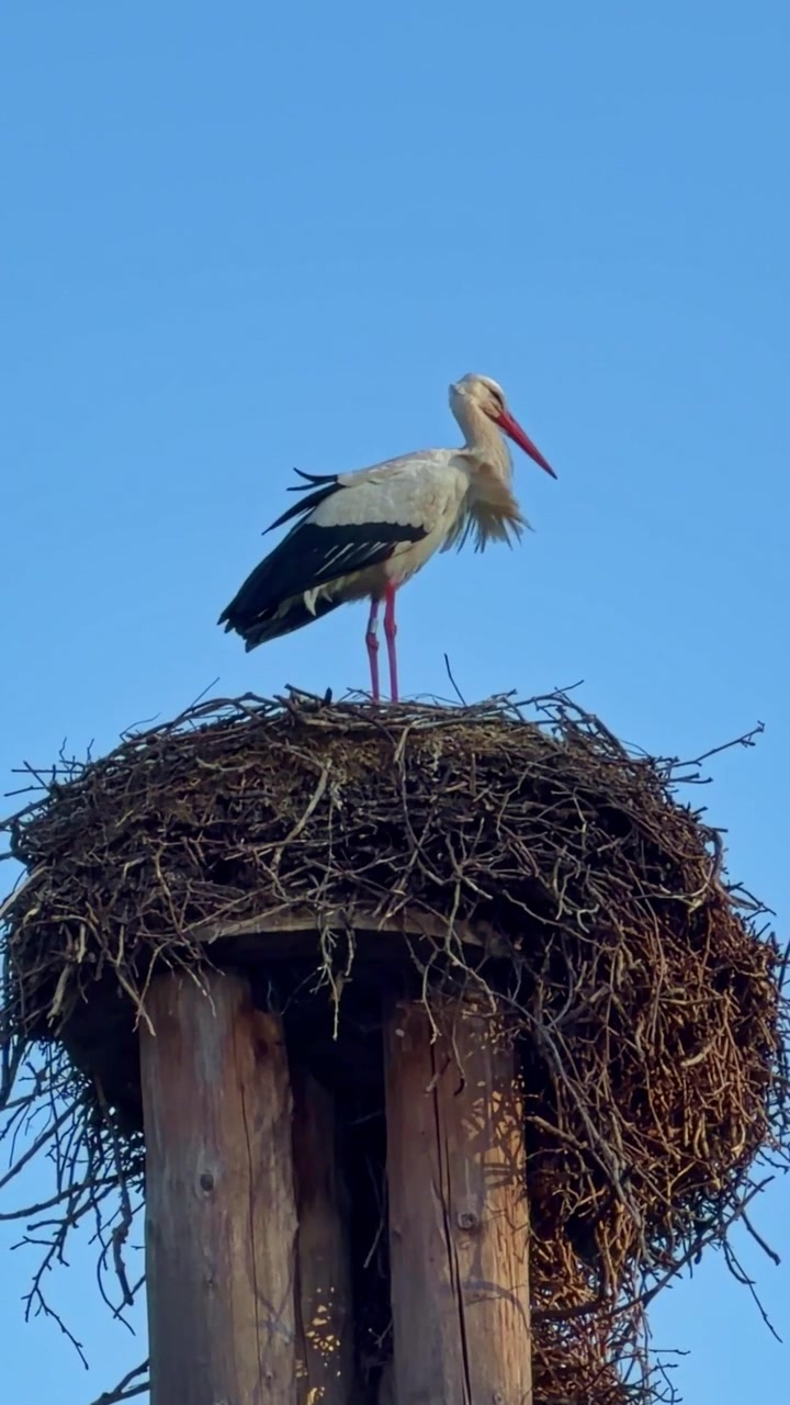 Cicogna bianca nel nido in cima a un palo di legno, piume al vento, cielo azzurro limpido, verticale.