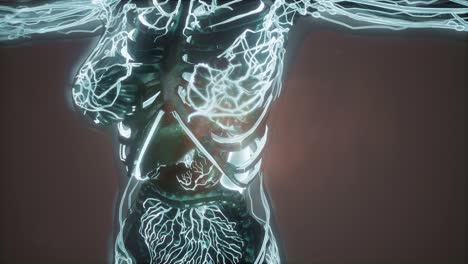 Human-Body-with-Glow-Blood-Vessels