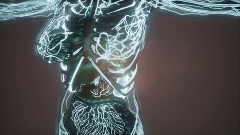 cuerpo humano con vasos sanguíneos brillantes