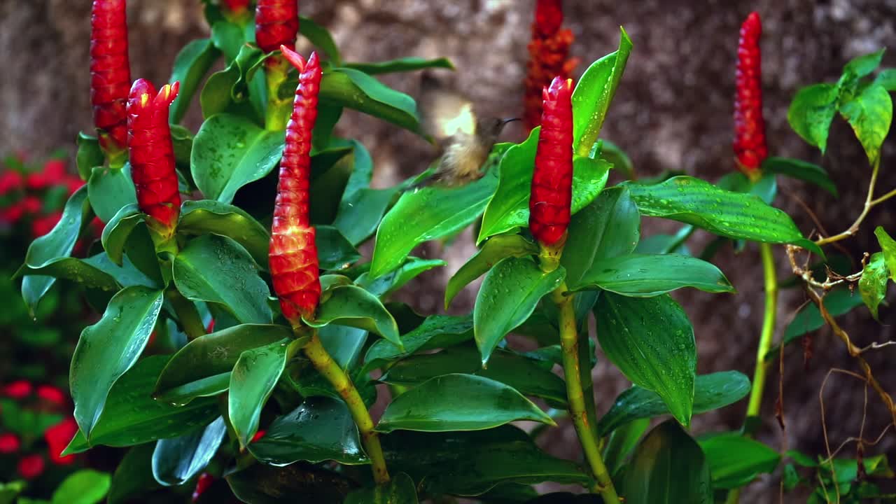 Slow motion sunbird washing on insulin flower plant, Mahe Seychelles 3