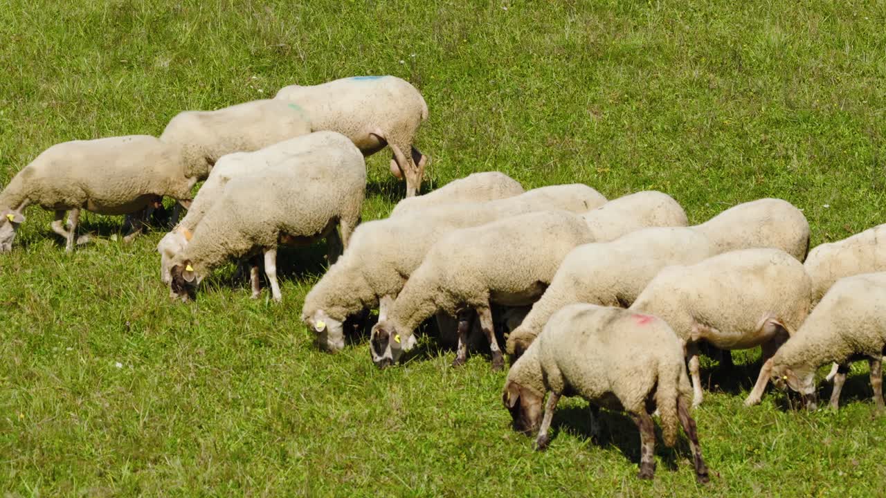 Group of sheep calmly grazing on a lush green field in the countryside during a sunny day, showcasing rural life and traditional farming in nature. (Drone view) 4K