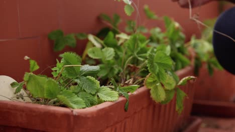 Alte-Frau-Arbeitet-Auf-Dem-Balkon-Im-Garten