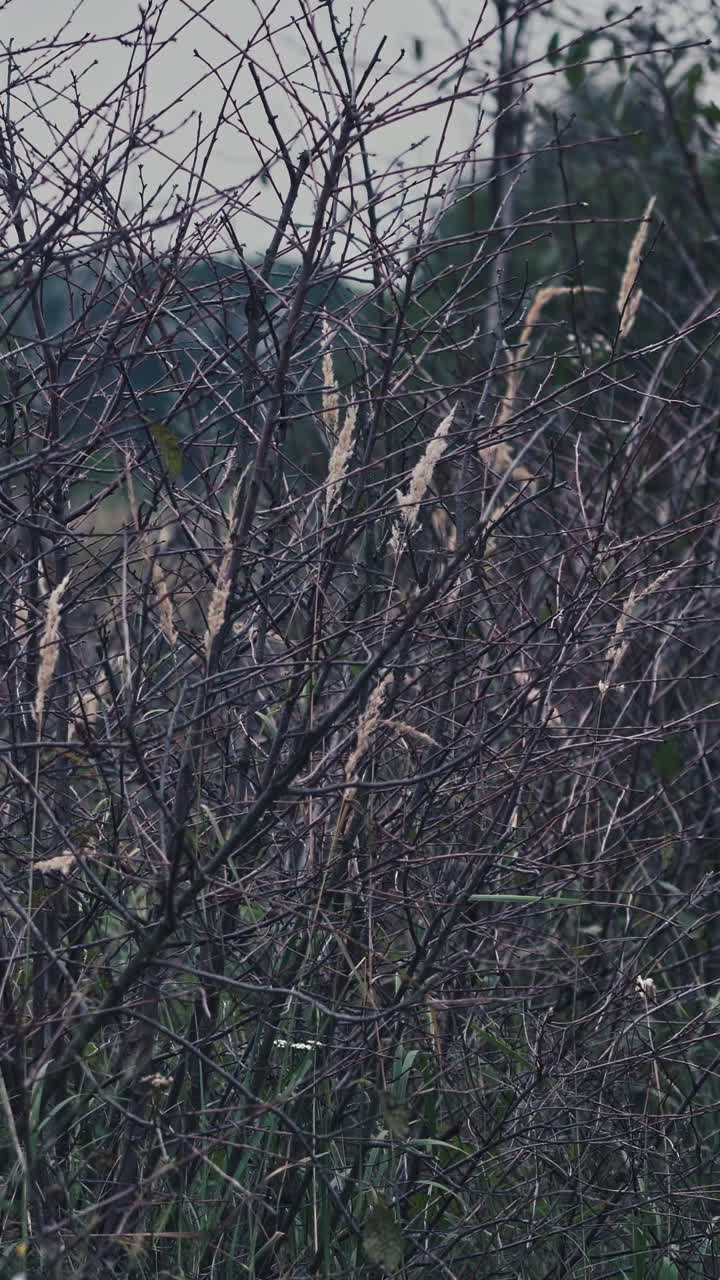Back view of a dark figure outdoors. Ghost in black cloak going away on nature evening background. Vertical video