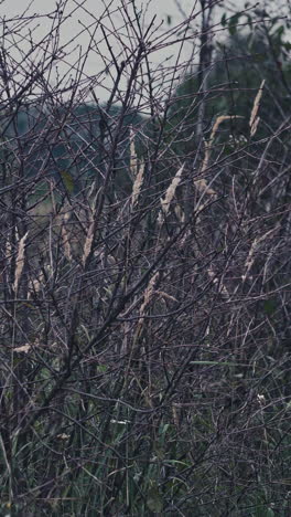 Back view of a dark figure outdoors. Ghost in black cloak going away on nature evening background. Vertical video