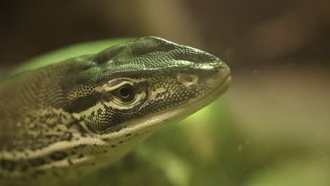 varanus lizard sticking his tongue out in reptile zoo