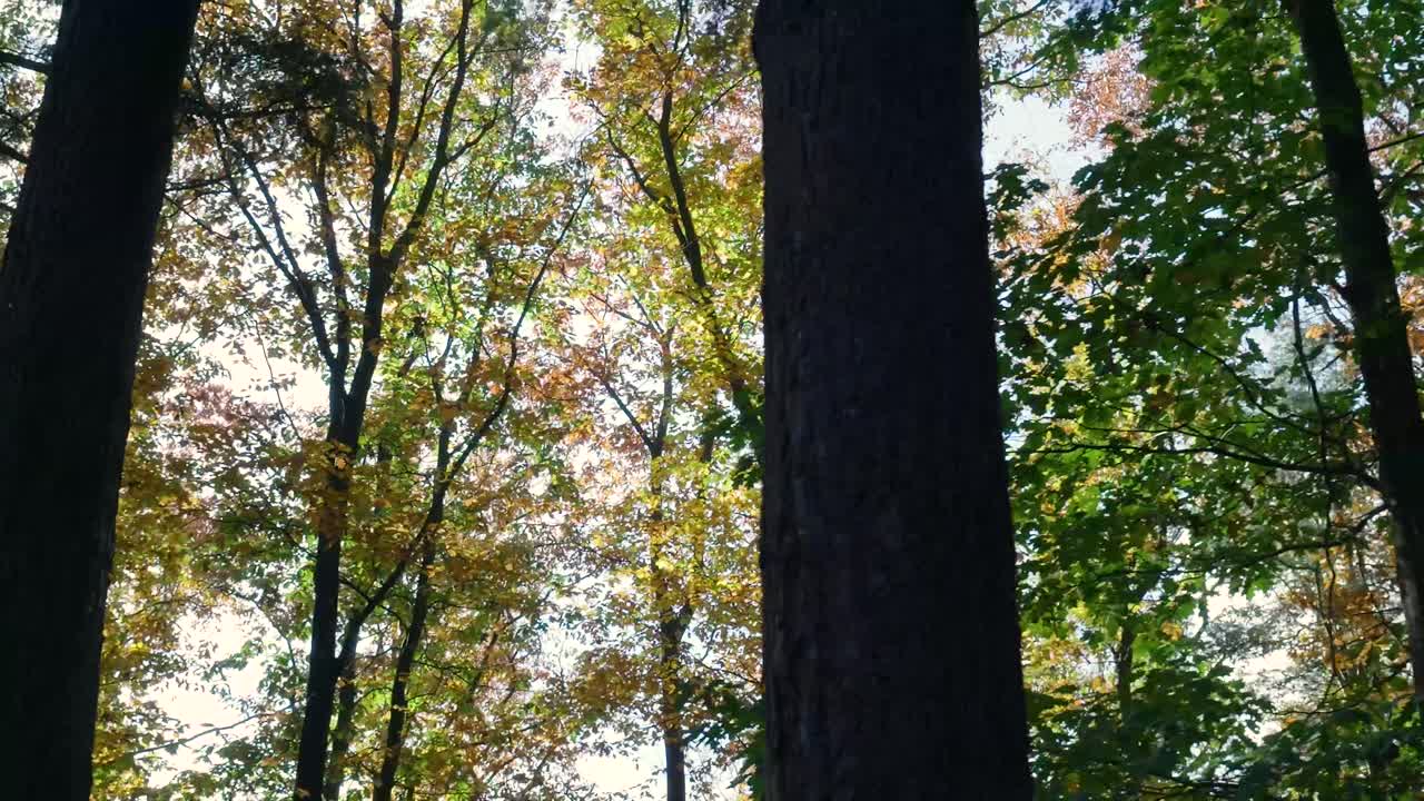 A view of trees and foliage in the forest
