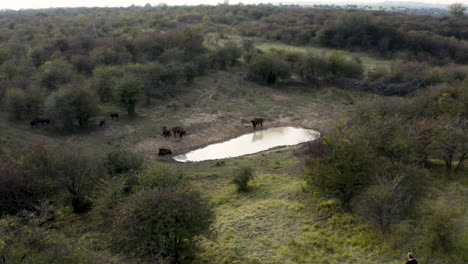 man on a hill watches a european bison herd at a watering hole,czechia