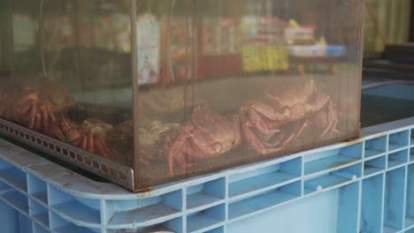 cangrejos peludos atrapados en un acuario en el mercado matutino de hakodate, japón