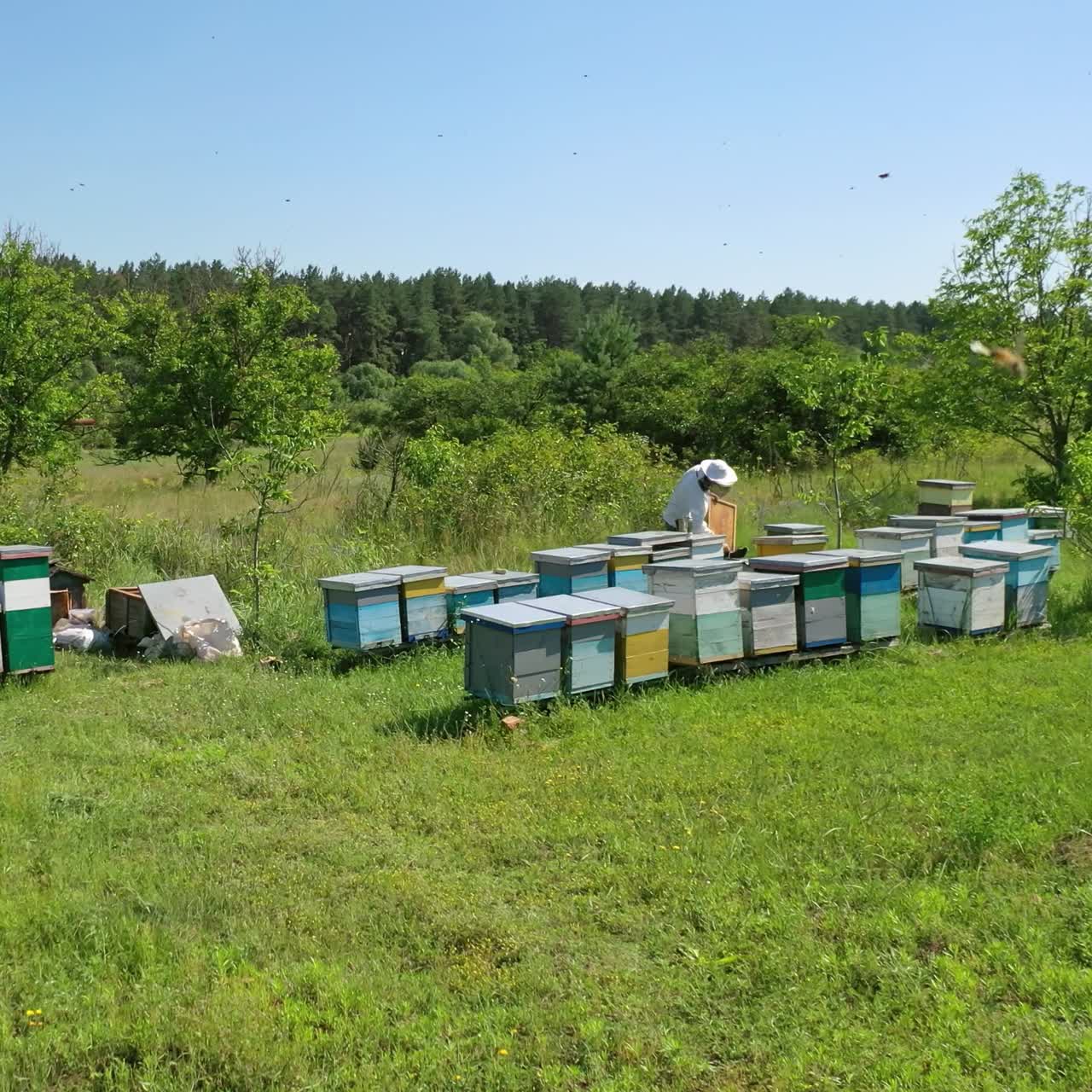 Apiary among green nature. Wooden beehives on the field. Beekeeper working on a bees farm in sunny day. Apiary concept.